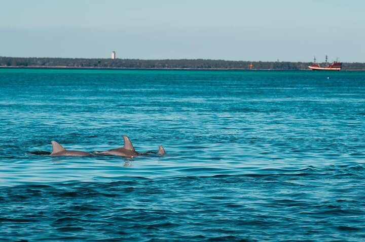 Private Dolphin Adventure - Photo 1 of 13
